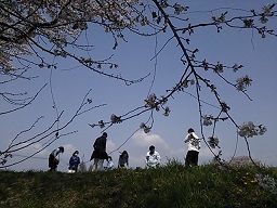 ダイキョー花見２.JPG