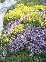 菜の花大根の花.JPG