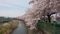 ４，１０桜１.JPG