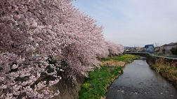 ４，１０桜.JPG