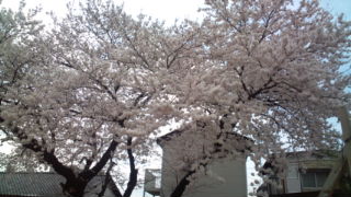 20110408112830.jpg