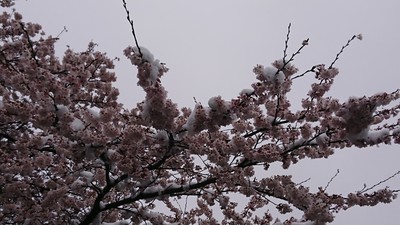 雪と桜.JPG