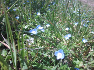 草花4月2日.JPG