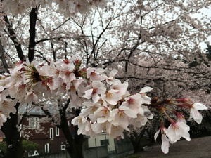 雨桜 (2).JPG