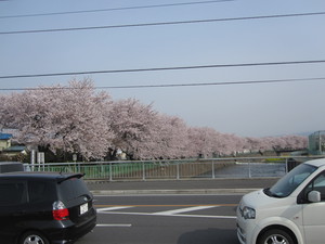 桜１.JPG