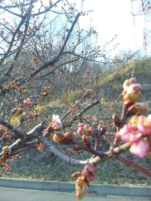 2014.3.16紅梅つぼみ.JPG