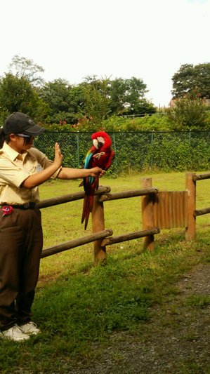 2014.8.30フライングショー.JPG