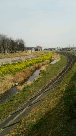 2015.3.18菜の花畑.JPG