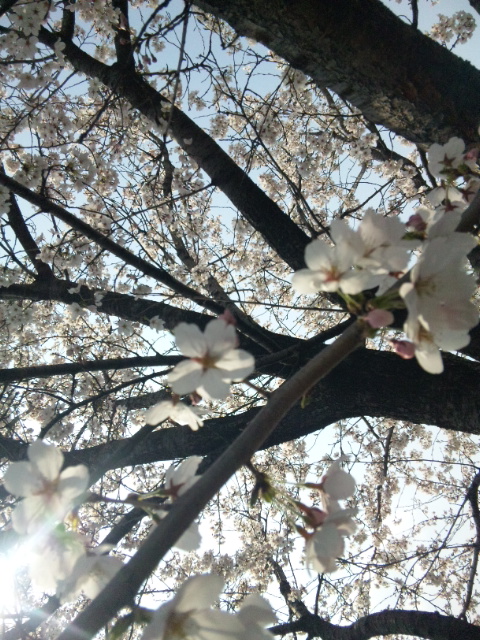 sakura hikari.jpg