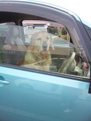 運転席に犬.JPG