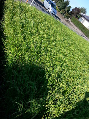 20130828_070836.jpg