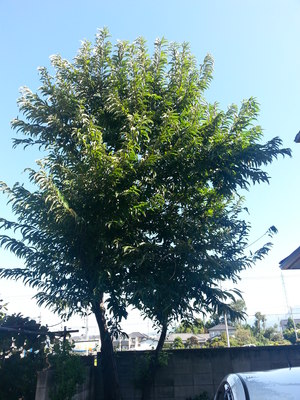 20130918_090951.jpg