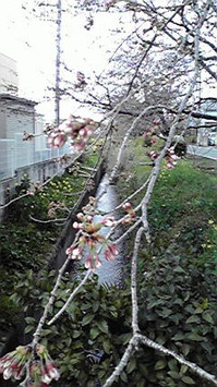 2010040216450000.jpgのサムネール画像